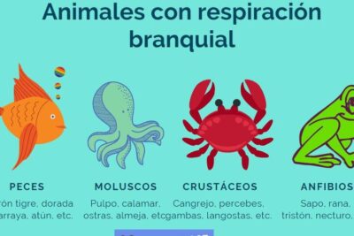 animales con respiracion branquial explora este fascinante mecanismo
