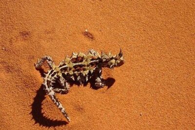 animales del desierto al descubierto conoce su increible adaptacion