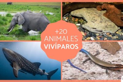 animales viviparos conoce ejemplos y su fascinante reproduccion