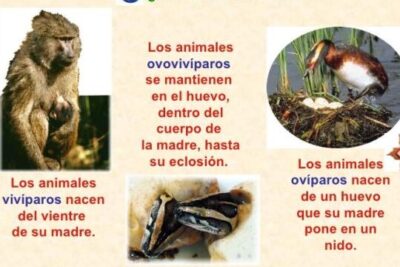 animales viviparos oviparos y ovoviviparos diferencias reveladoras