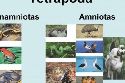 aprende sobre animales anamniotas definicion y ejemplos interesantes