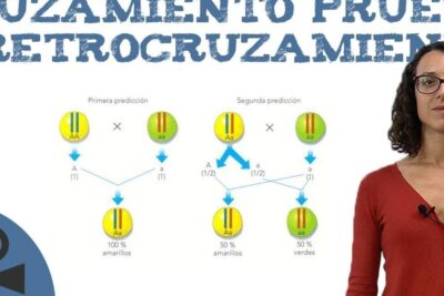cruzamiento prueba o retrocruzamiento explorando la genetica