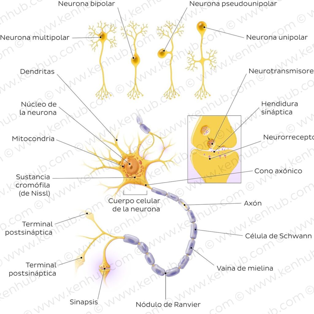 Descubre las partes de las neuronas con este esquema detallado 1 descubre las partes de las neuronas con este esquema detallado