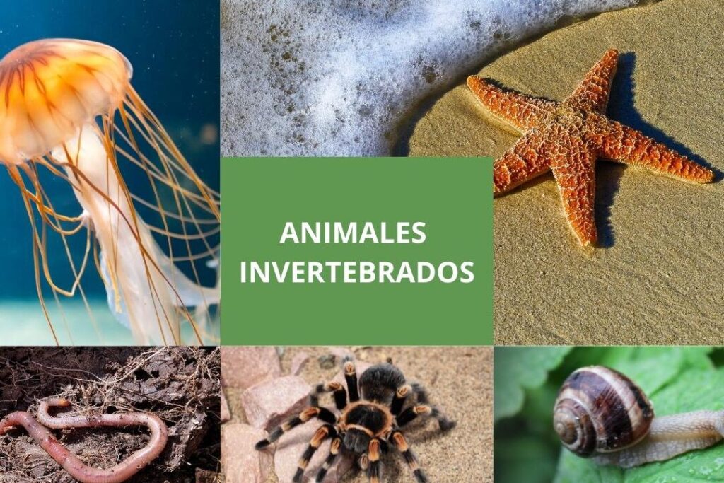 Explora la diversidad de los animales invertebrados: ¡Con imágenes asombrosas! 1 explora la diversidad de los animales invertebrados con imagenes asombrosas